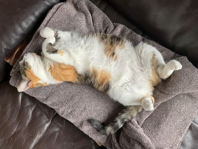 Miss Pattes en l'air