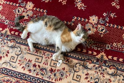 Au tapis !