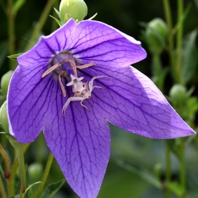 Insectes et araignes