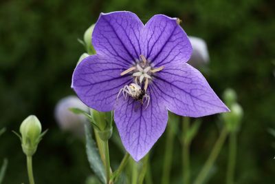 Insectes et araignes