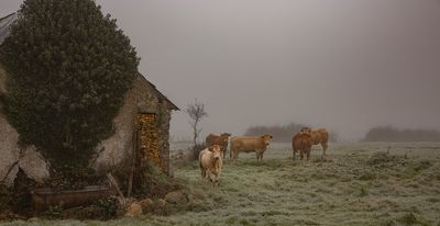 en pensant  Rosa Bonheur.jpg