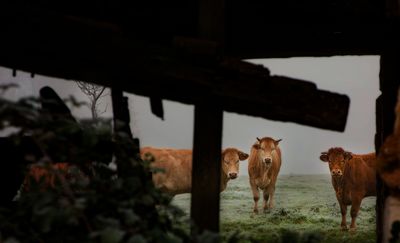 les vaches.jpg