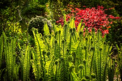 Jardin du Petit Bordeaux