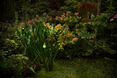 Jardin du Petit Bordeaux