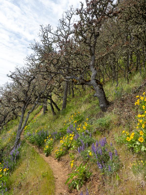 Oak forest