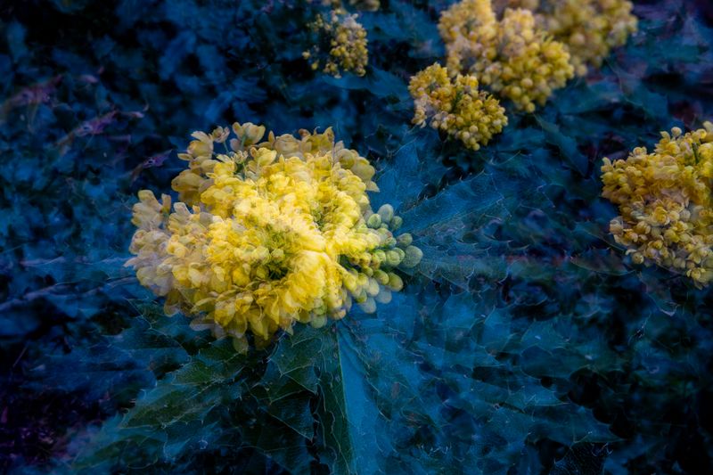Oregon grape warping in time