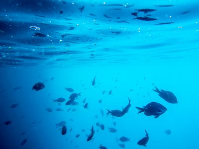 snorkeling at Castle Rock