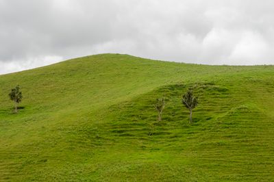 green undulation