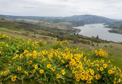 Balsom Root and the Columbia Gorge
