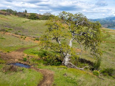 Coyote Wall Flower Hike