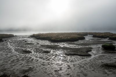 Marsh lights