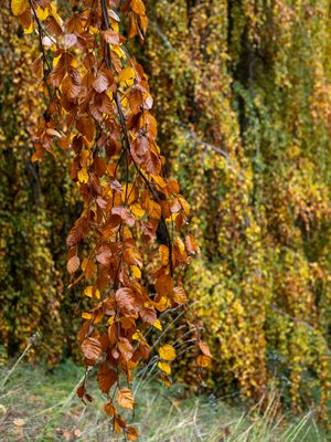 Arboretum Walk