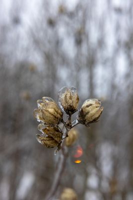 Ice blossom