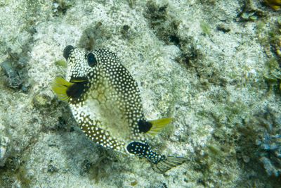 Spotted Trunkfish
