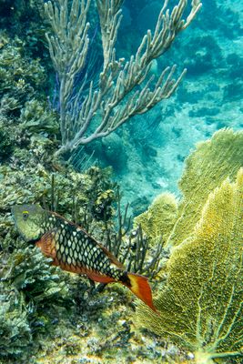 Stoplight parrotfish female