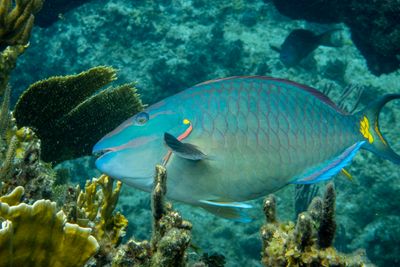 Stoplight parrotfish