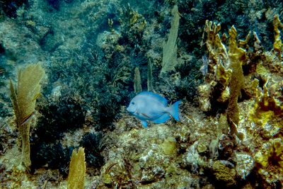 Blue wanderer