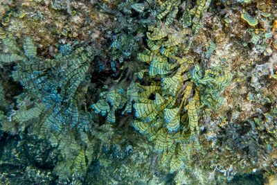 iridescent sea weed