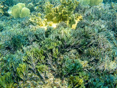 iridescent sea weed garden