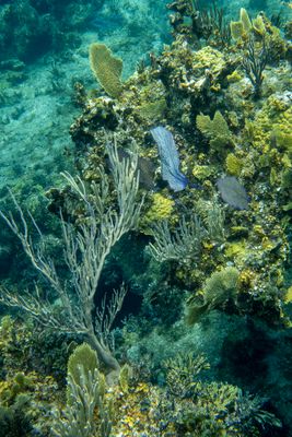 Coral bounty