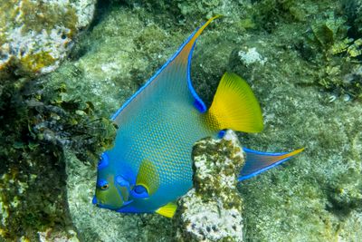 Blue & Yellow Beauty