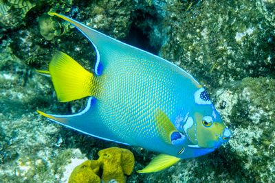 Turks & Caicos Reef 