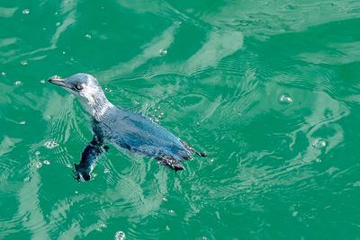 Blue penguin
