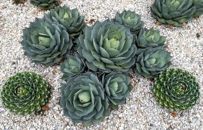 Cacti in Nelson