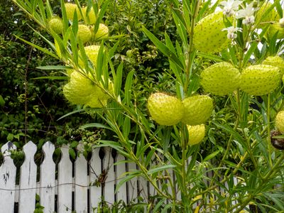 Nelson fence
