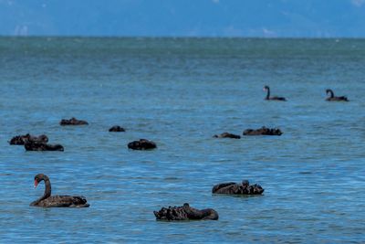 Black swan flock