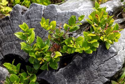 Chlorophyl on Char
