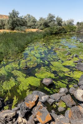 Thousand Springs 