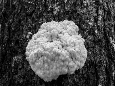 Bears Head Tooth