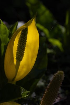 Symplocarpus VII