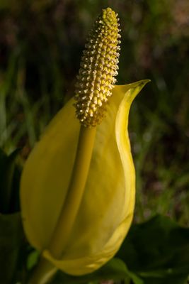 Symplocarpus V