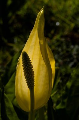 Symplocarpus IV