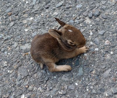 rabbits