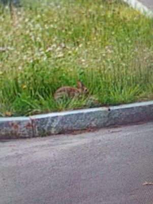 Momma-rabbit feeding babies