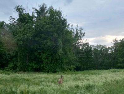 IMG_20240607-deer-buckwheat.jpg