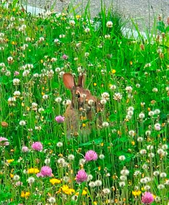 Mama-Rabbit.jpg