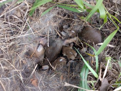 2-3 days old baby rabbits