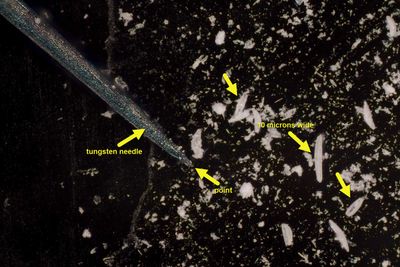 A Tungsten-Needle-Diatom.jpg