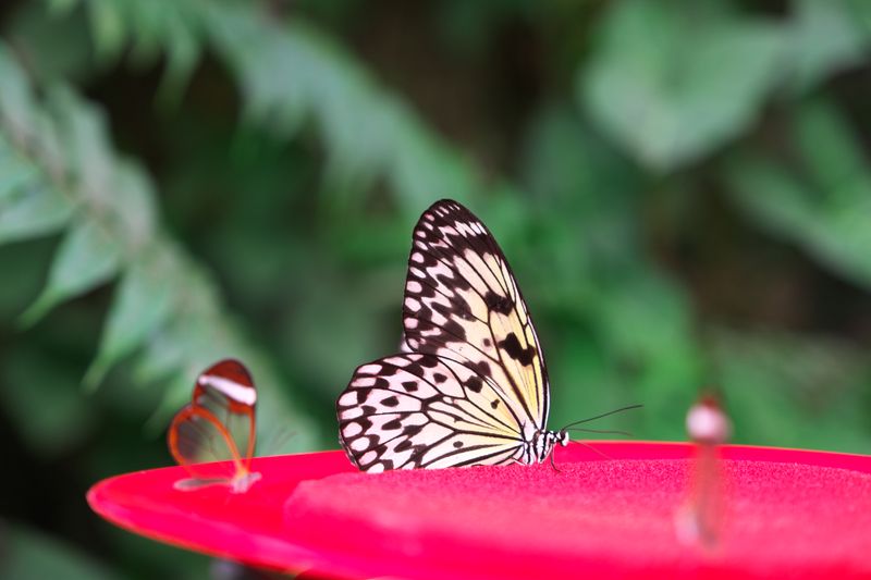DSCF0585.jpg