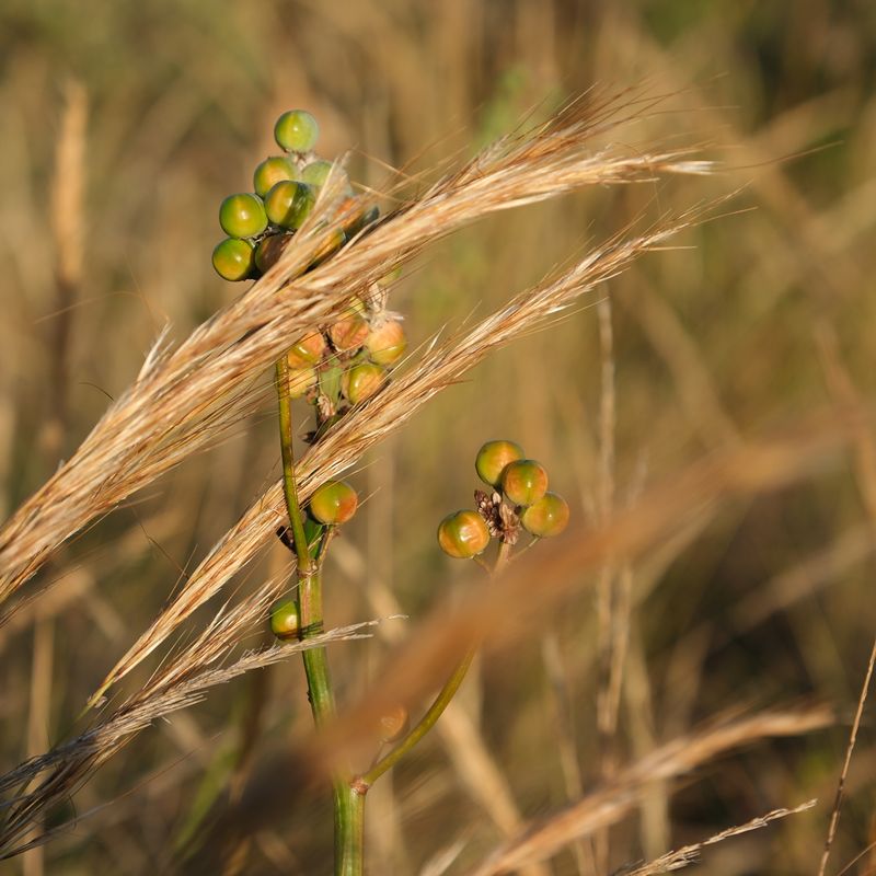 DSCF1593.jpg