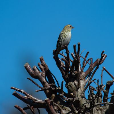 Eurasian siskin - female