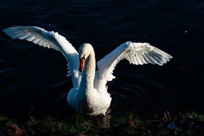 Beautiful Swan