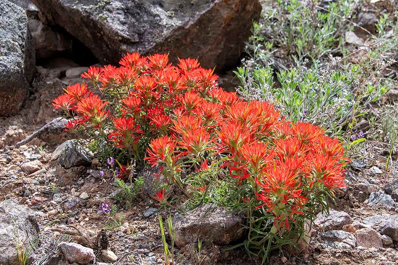 Indian Paintbrush.jpg