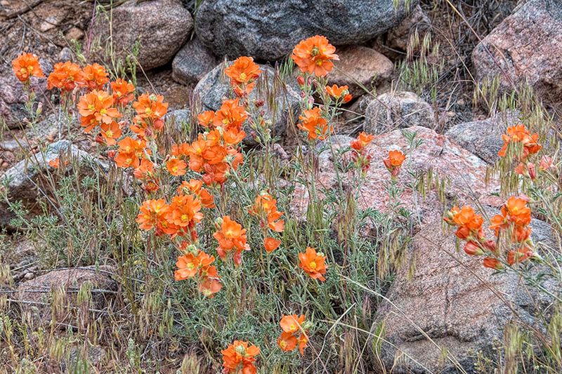 Globe Mallow.jpg