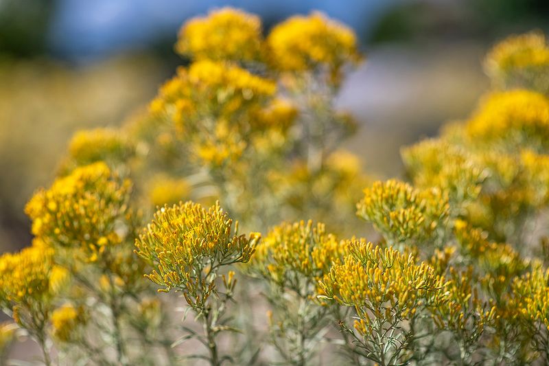 Rabbitbrush.jpg