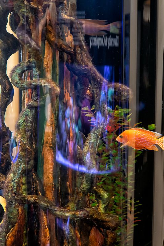 Cichlid aquarium.jpg